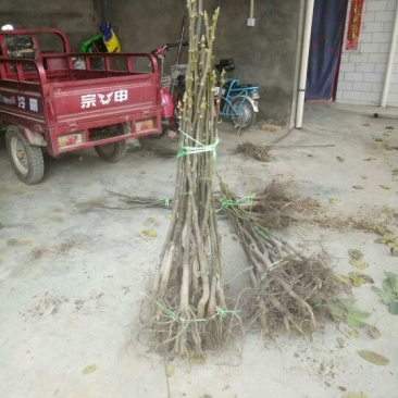 香玲核桃苗三年苗100~150cm