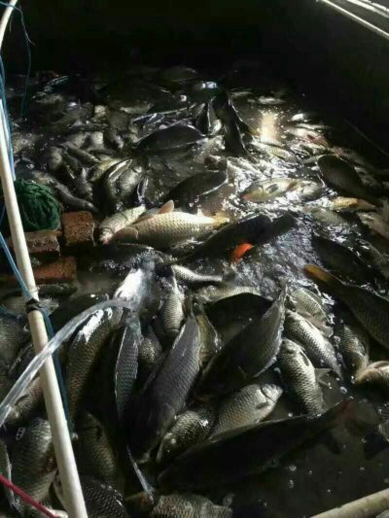 河鲤鱼0.5~1公斤食用