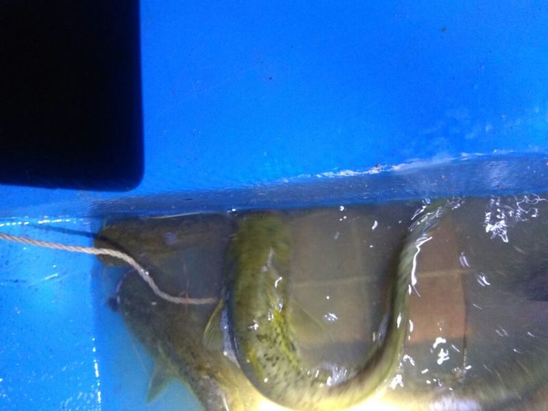河鲤鱼0.5~1公斤食用