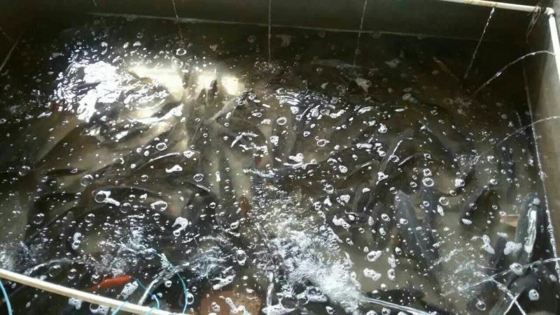 河鲤鱼0.5~1公斤食用
