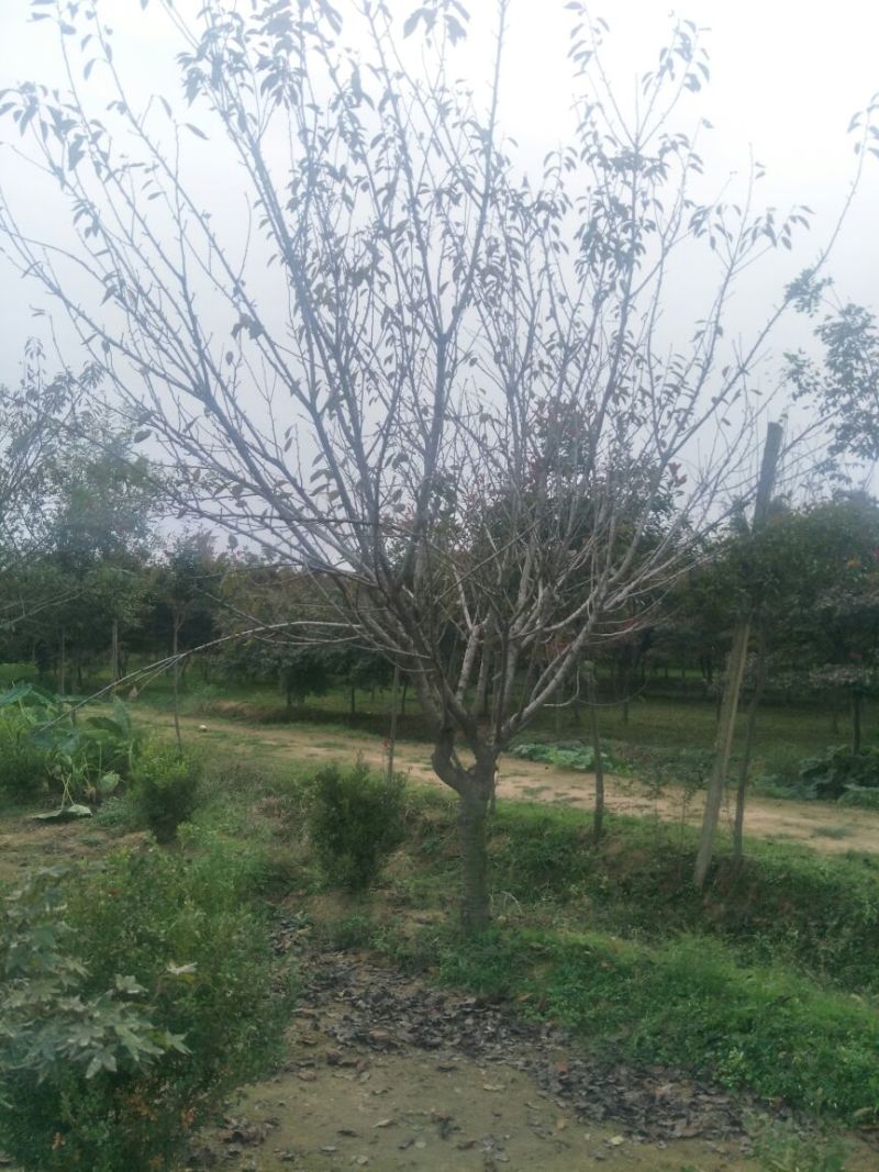 晚樱14~16cm