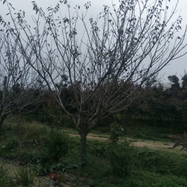 晚樱14~16cm
