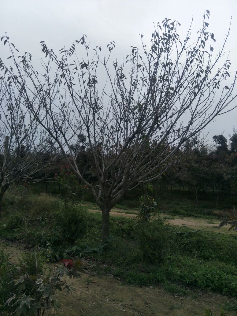 晚樱14~16cm