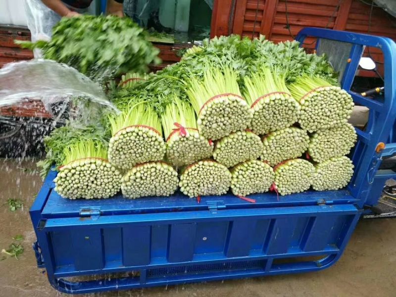 芹菜50cm以上