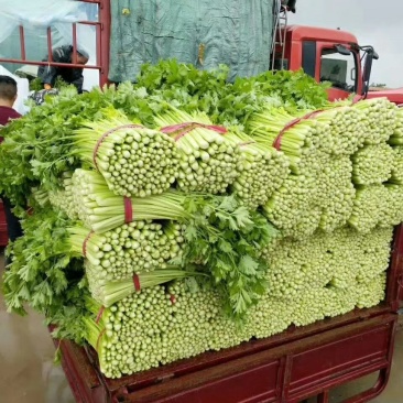 芹菜50cm以上