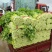 芹菜50cm以上