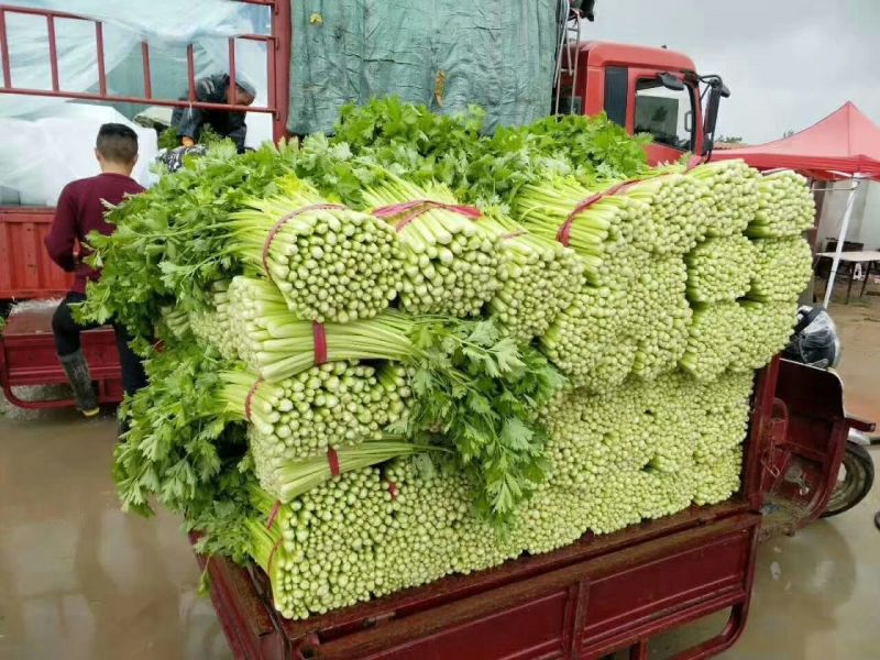芹菜50cm以上