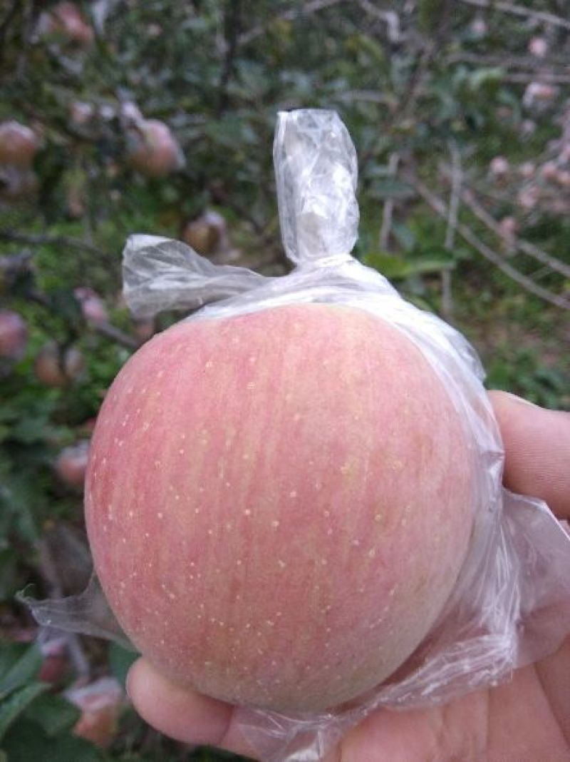 红富士苹果75mm以上膜袋