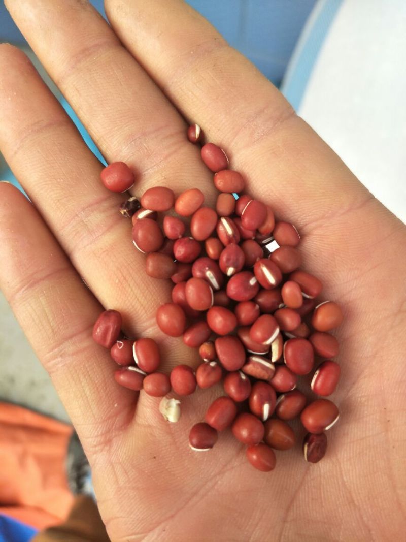 红小豆散装