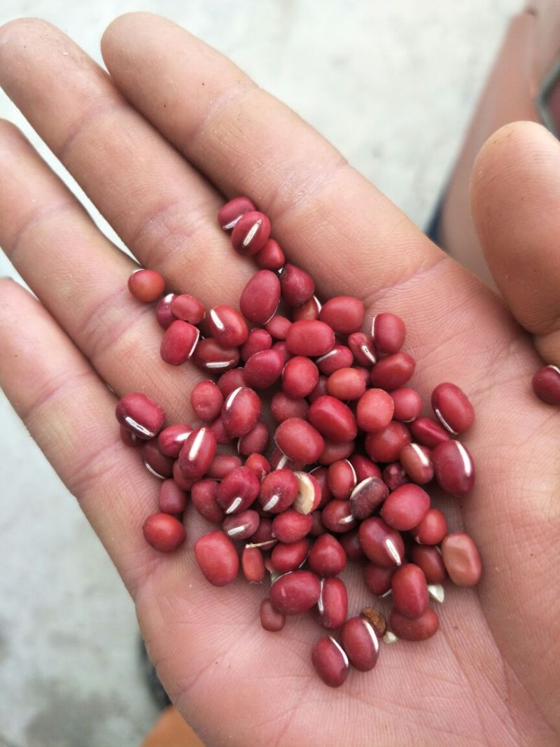 红小豆散装