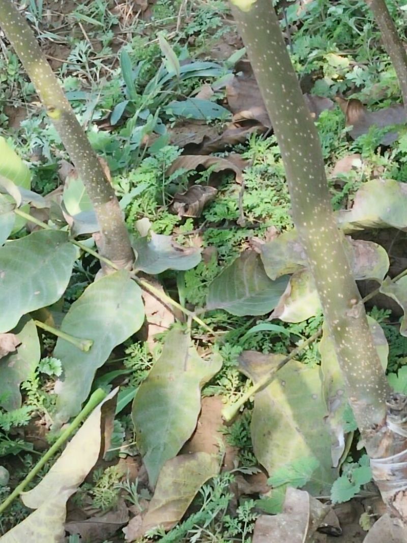 核桃苗二年苗50~100cm