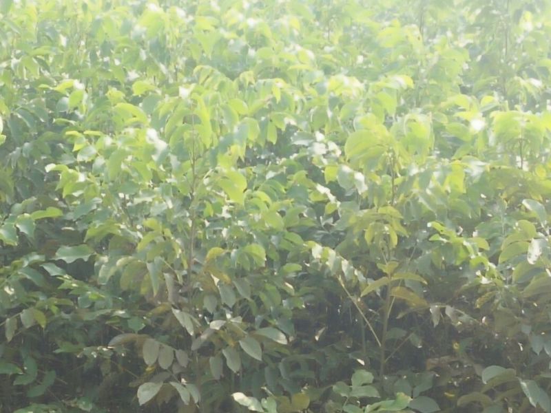 核桃苗二年苗50~100cm