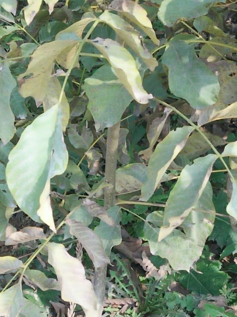 核桃苗二年苗50~100cm