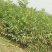 核桃苗二年苗50~100cm