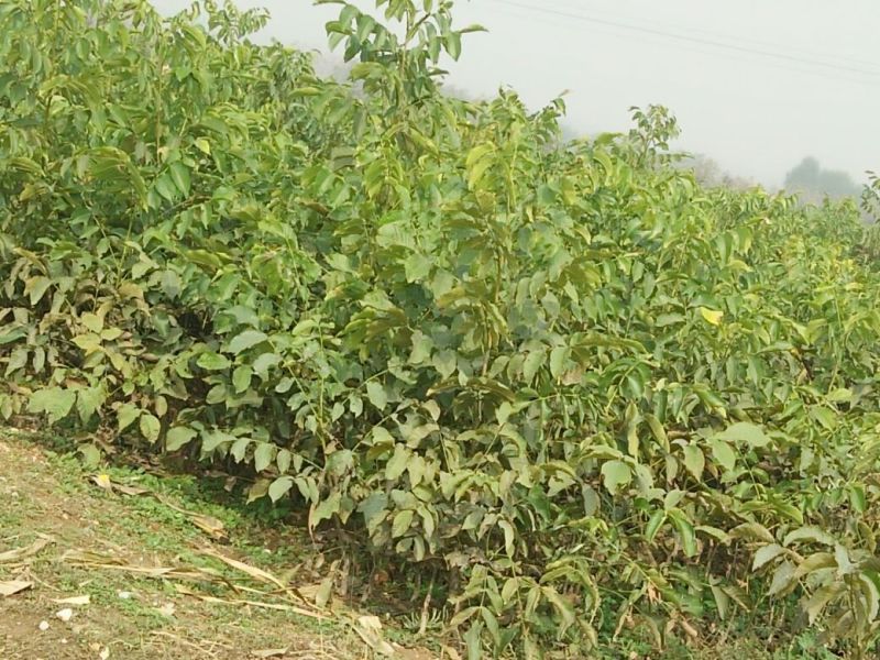 核桃苗二年苗50~100cm