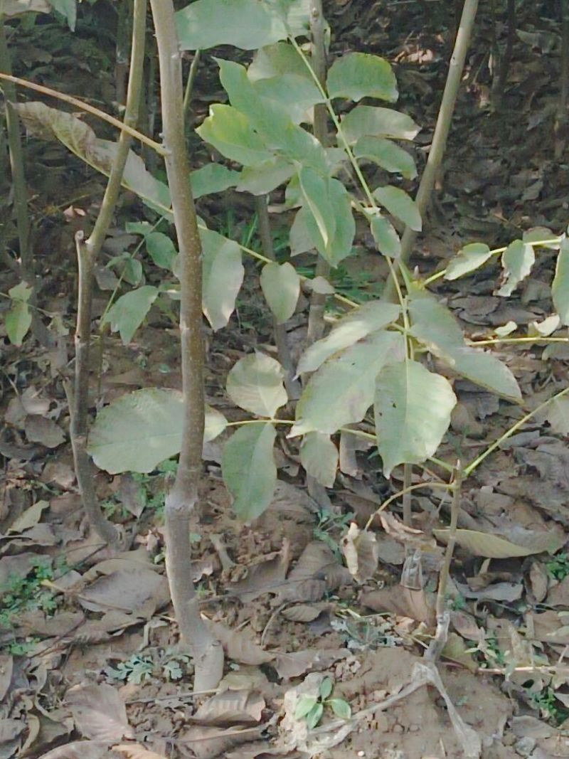 核桃苗二年苗50~100cm