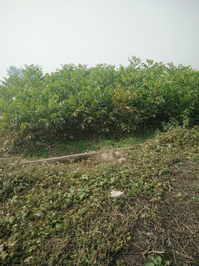 核桃苗二年苗50~100cm