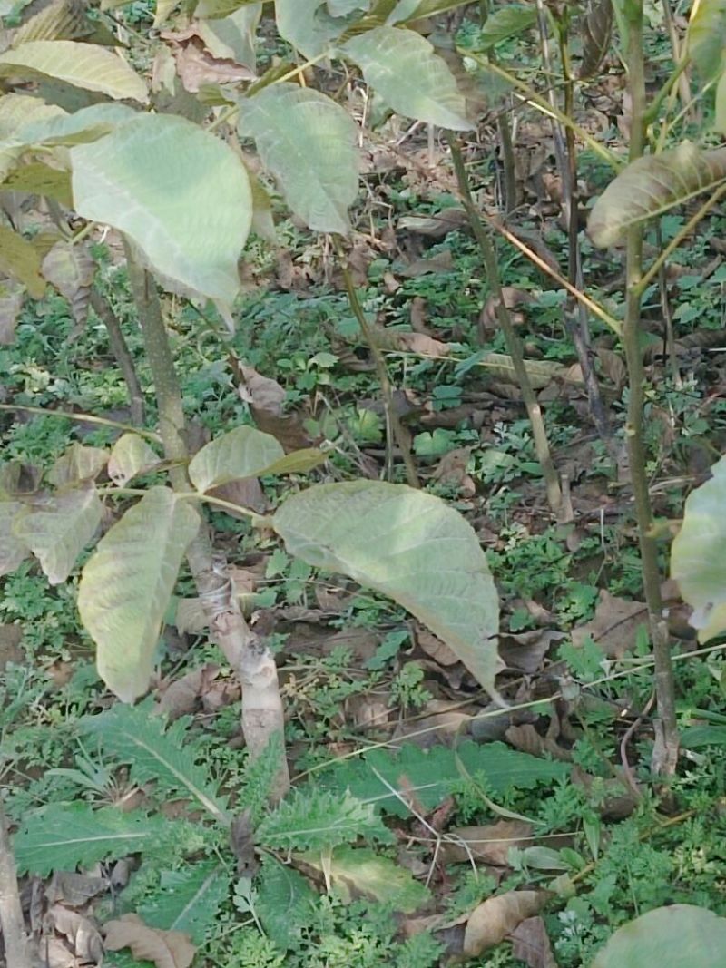 核桃苗二年苗50~100cm