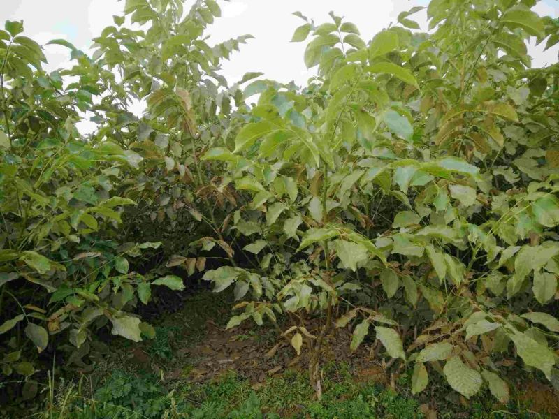 核桃苗二年苗50~100cm