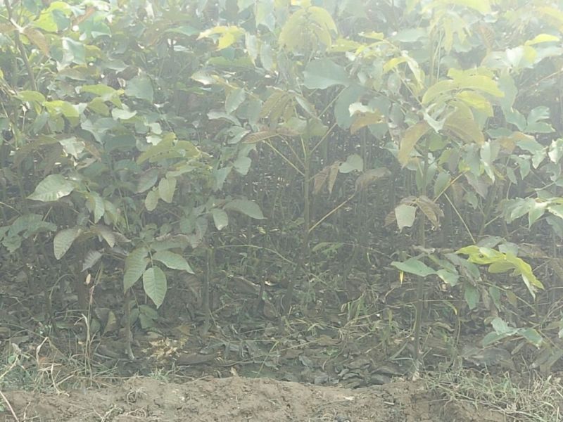 核桃苗二年苗50~100cm