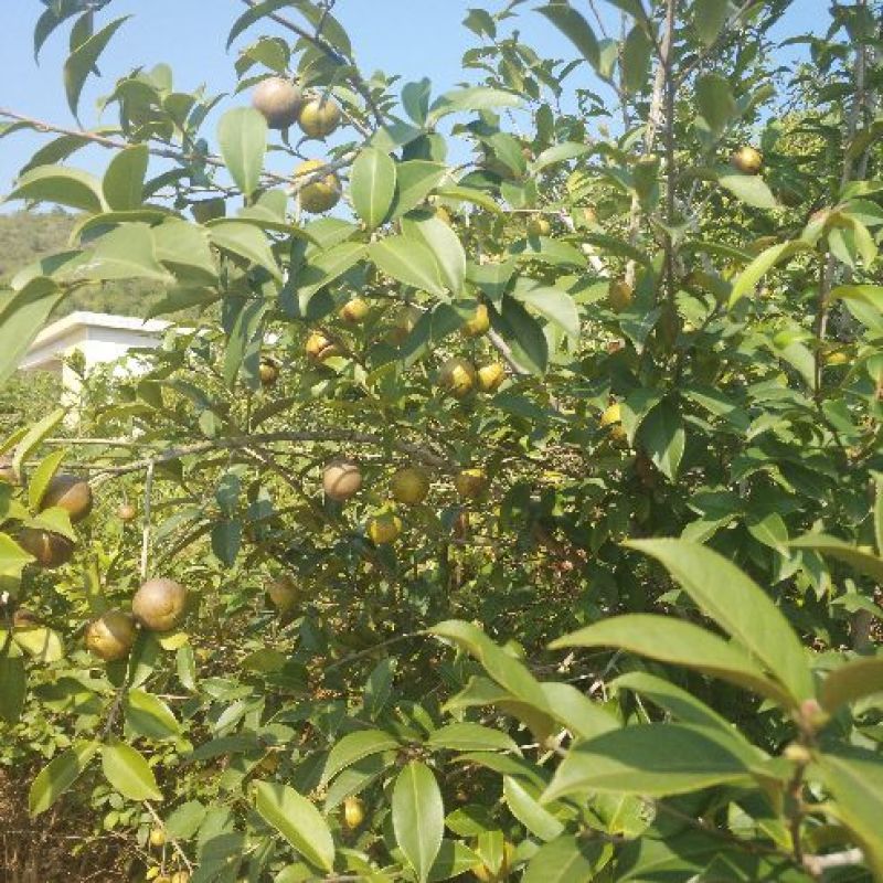 山茶果中籽