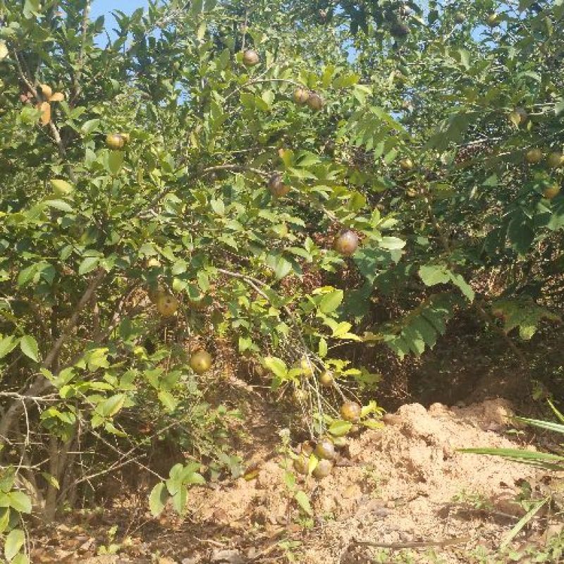 山茶果中籽
