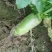 青萝卜1~1.5斤起