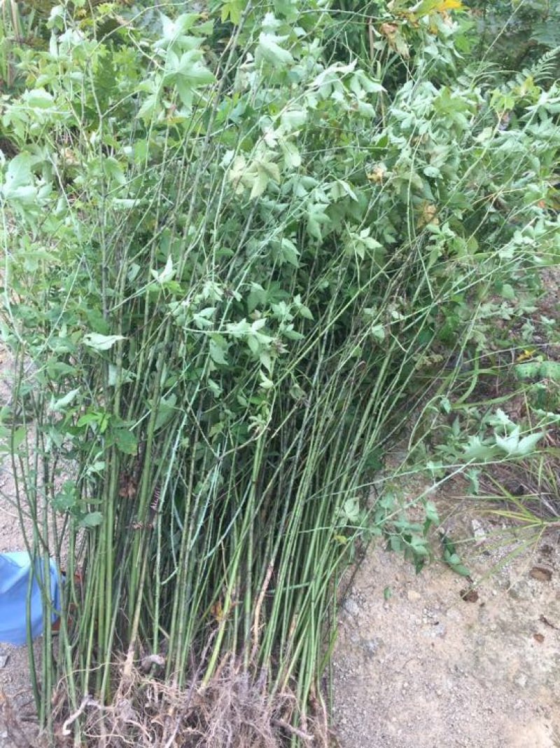 覆盆子苗