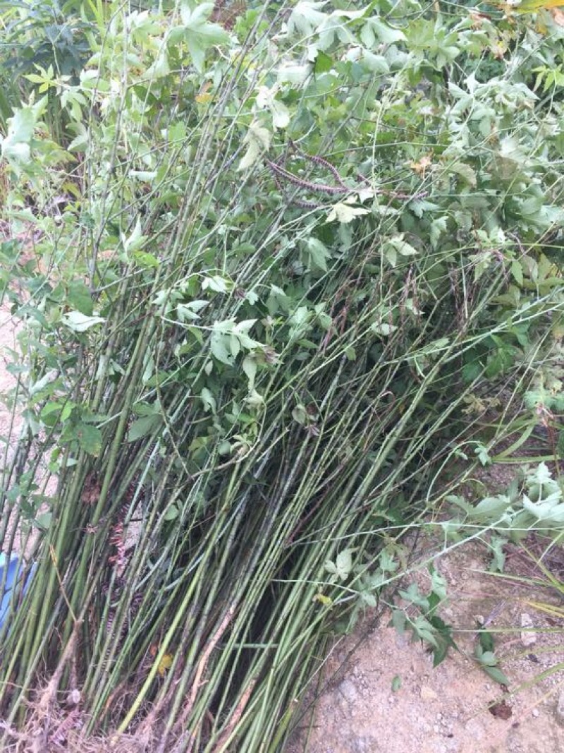 覆盆子苗