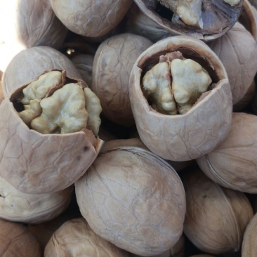 薄皮核桃30mm以上去皮干