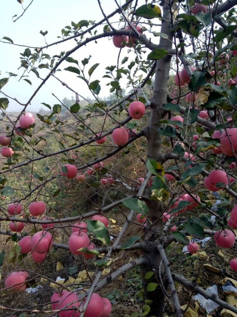 红富士苹果我代办产地富士苹果。+