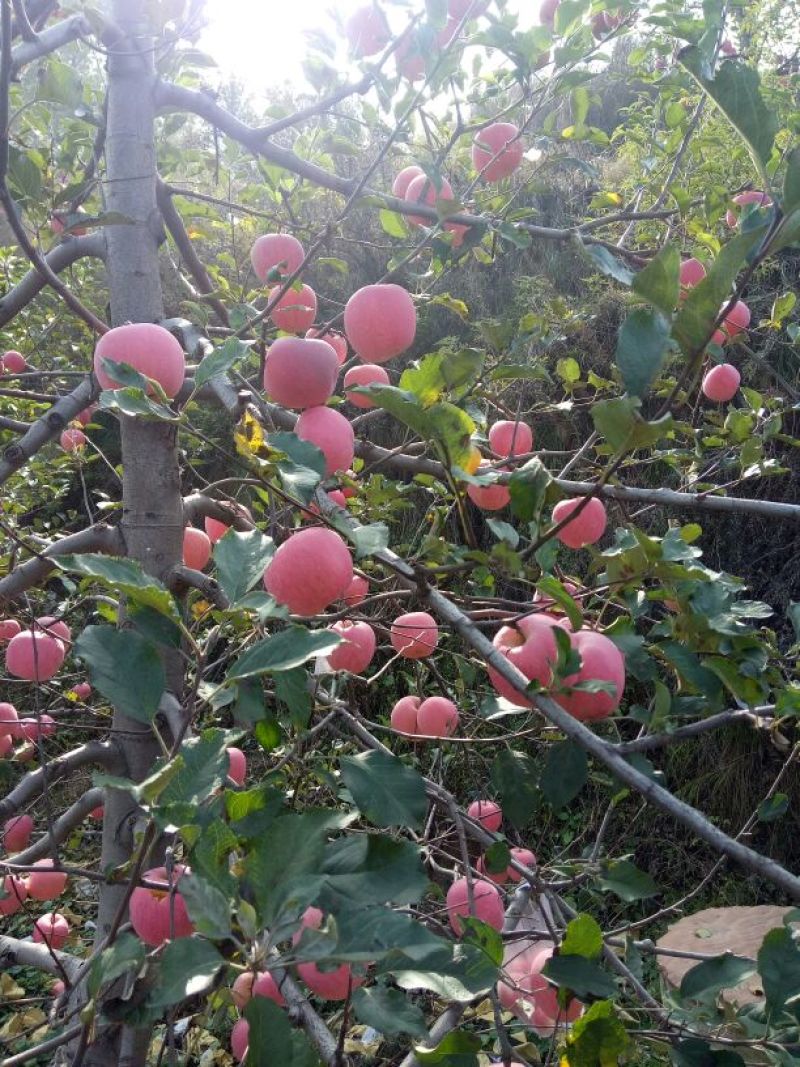 红富士苹果我代办产地富士苹果。+