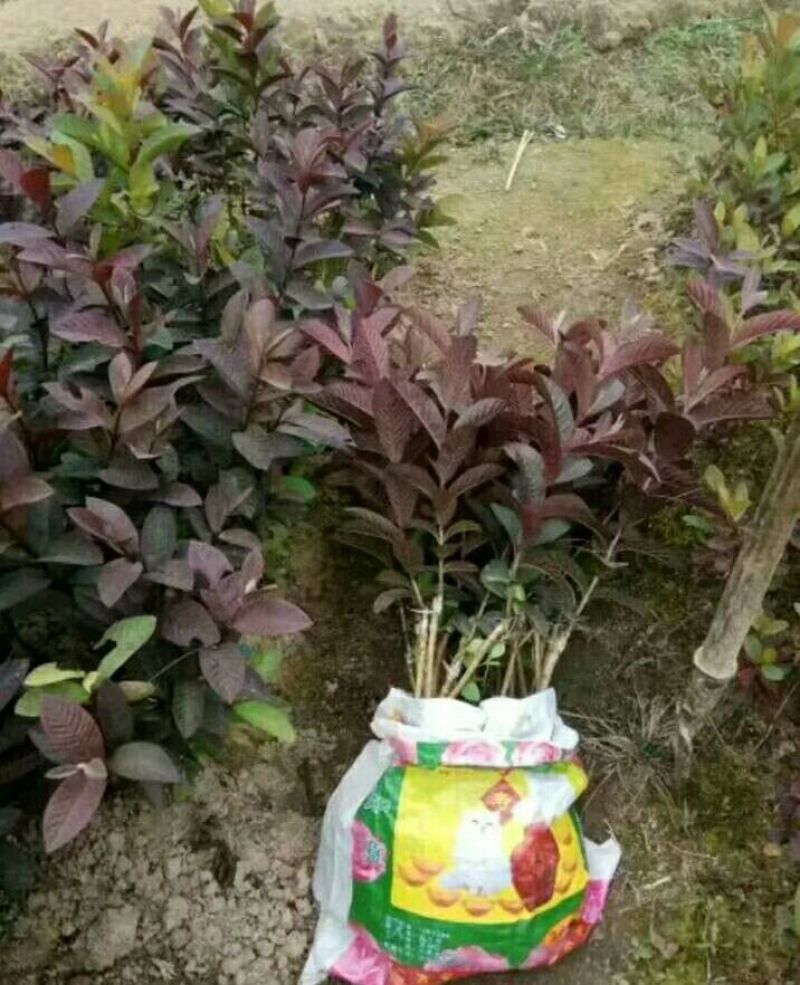 番石榴苗红心西瓜芭乐苗