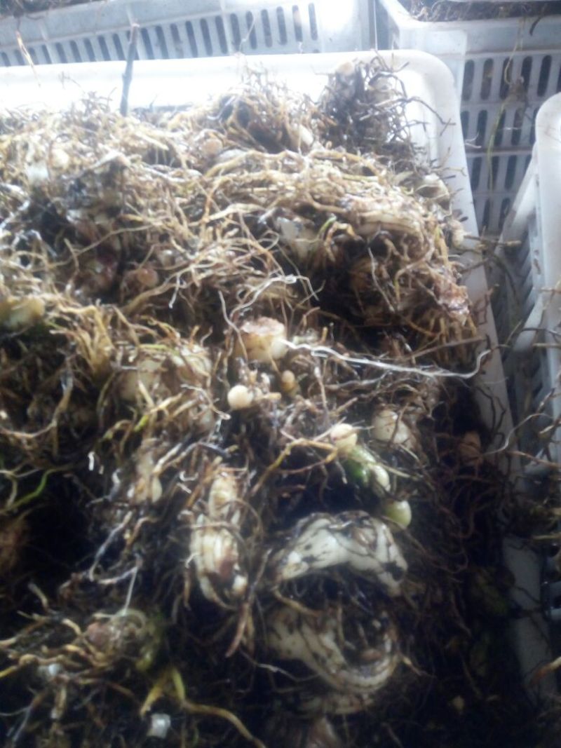 三叉白芨选货