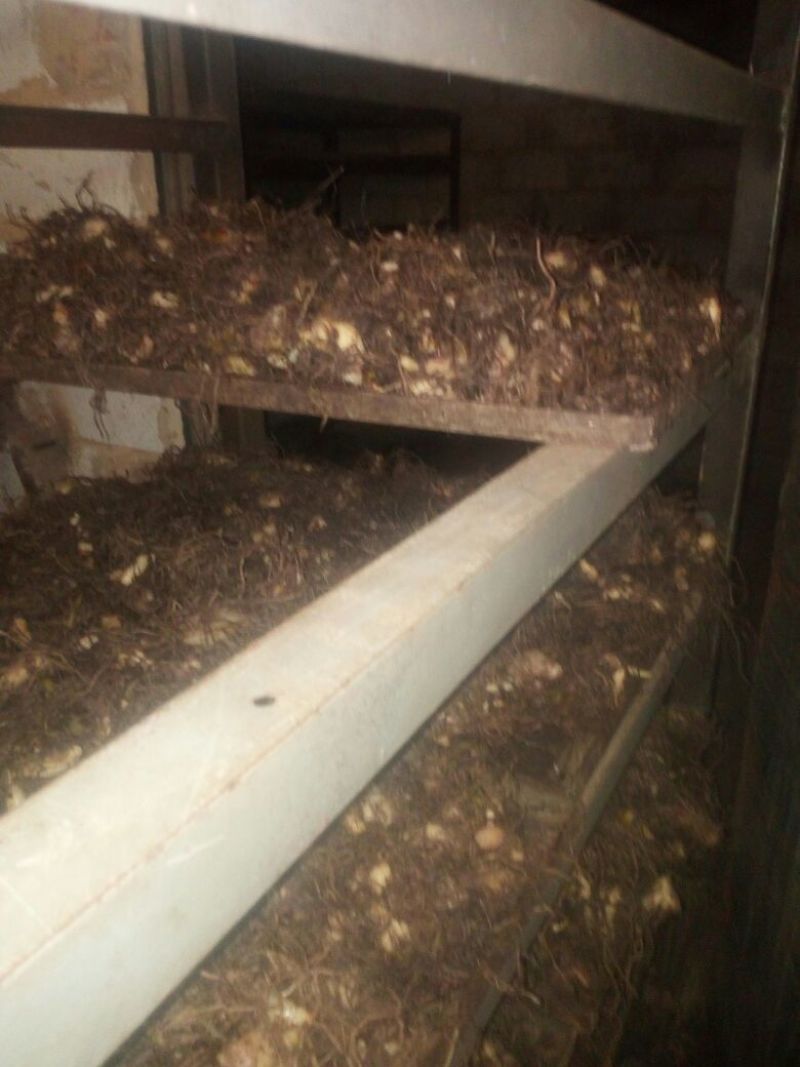 三叉白芨选货