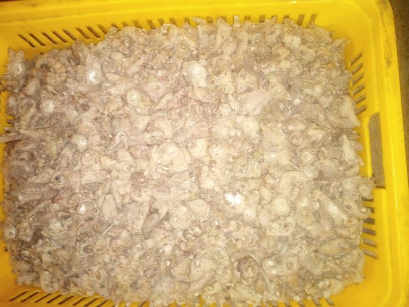 三叉白芨选货