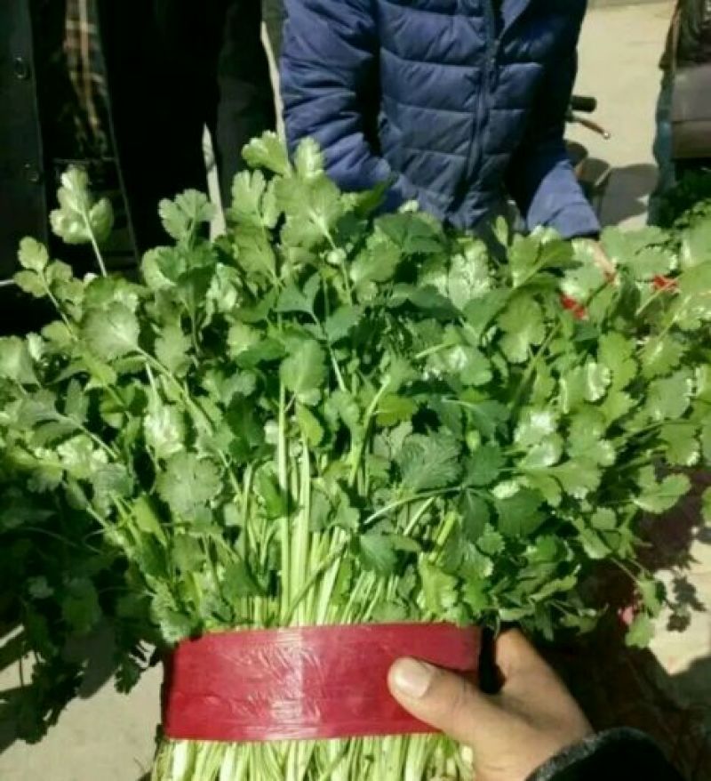 本地精品芹菜，质量有保证，产地真供，专业包装团队