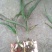 优质三叉白芨种苗20~30cm
