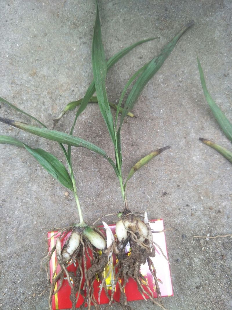 优质三叉白芨种苗20~30cm