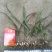 优质三叉白芨种苗20~30cm