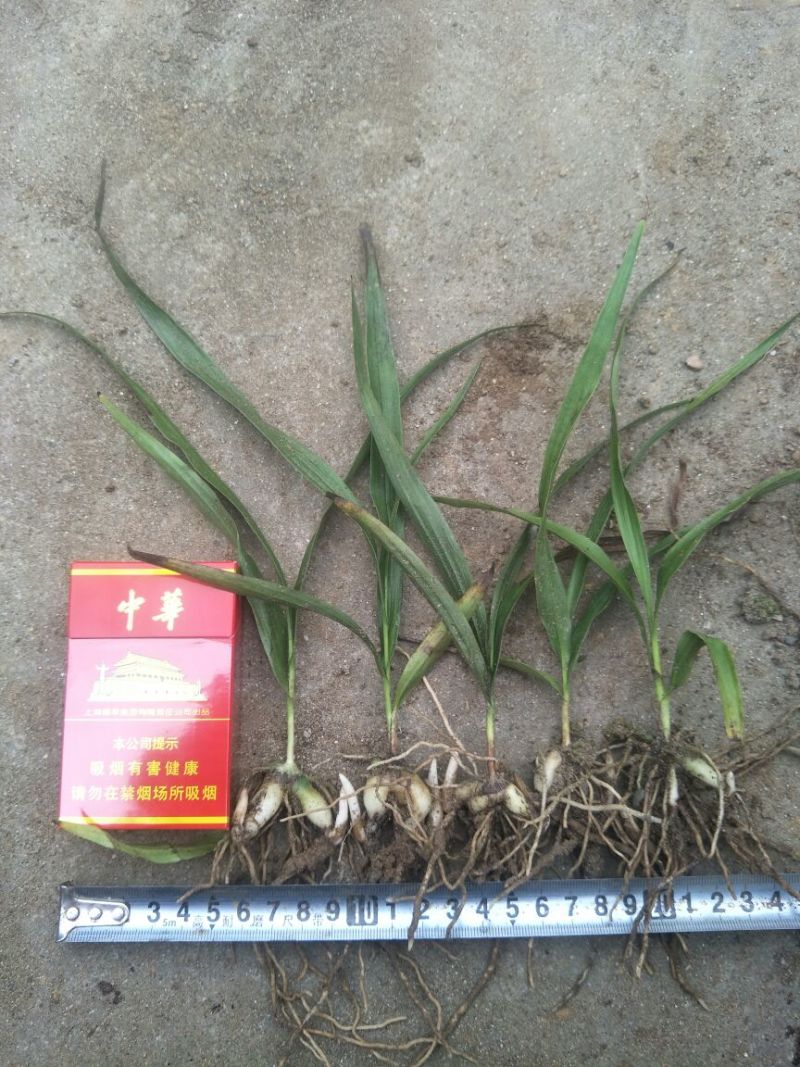 优质三叉白芨种苗20~30cm