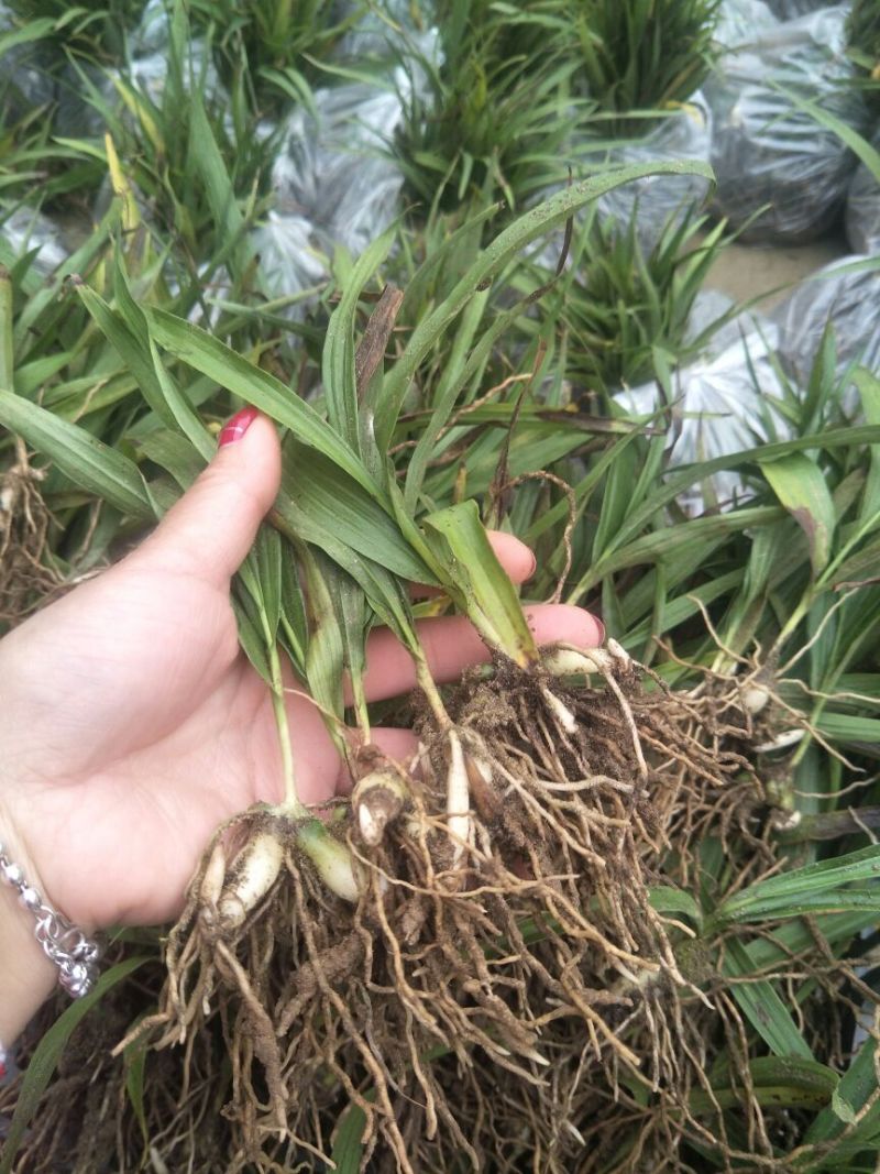 优质三叉白芨种苗20~30cm