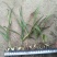 优质三叉白芨种苗20~30cm