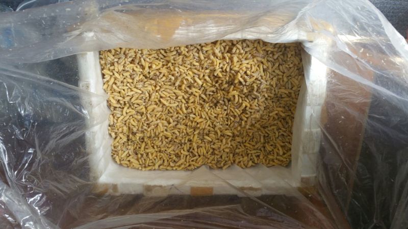 蜂蛹，1-2级混合树蜂蛹，葫芦蜂，树蜂蛹，小蜂蜂蛹，熟冻