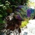 肾蕨2~4cm1.5~2m