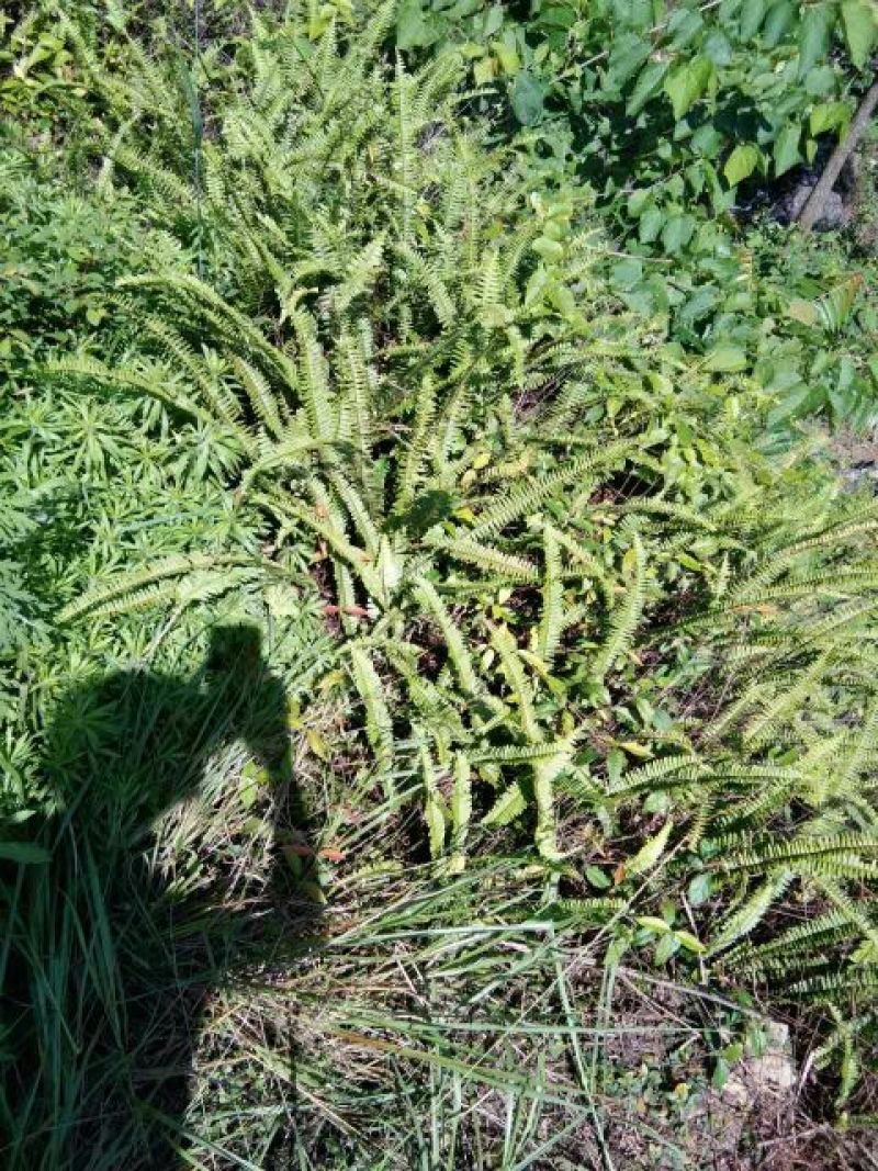 肾蕨2~4cm1.5~2m