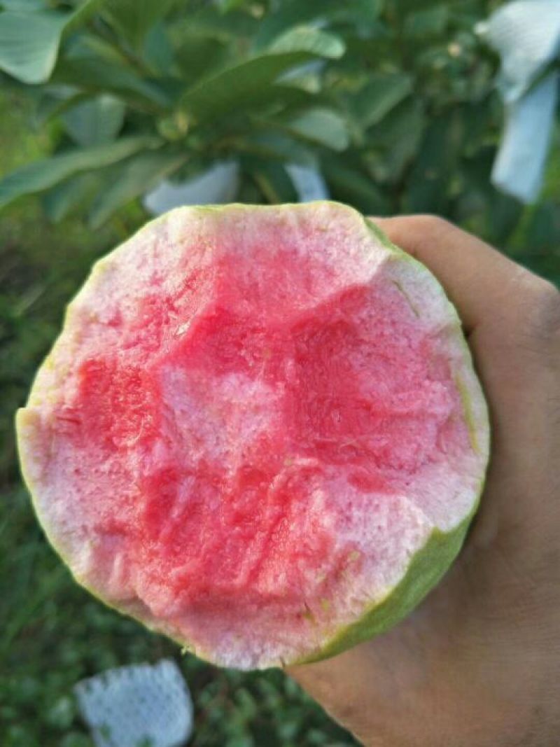 西瓜番石榴70~80mm红心