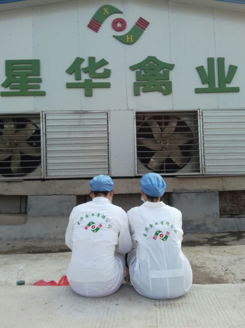 五黑脱温鸡250克以下脱温苗母苗