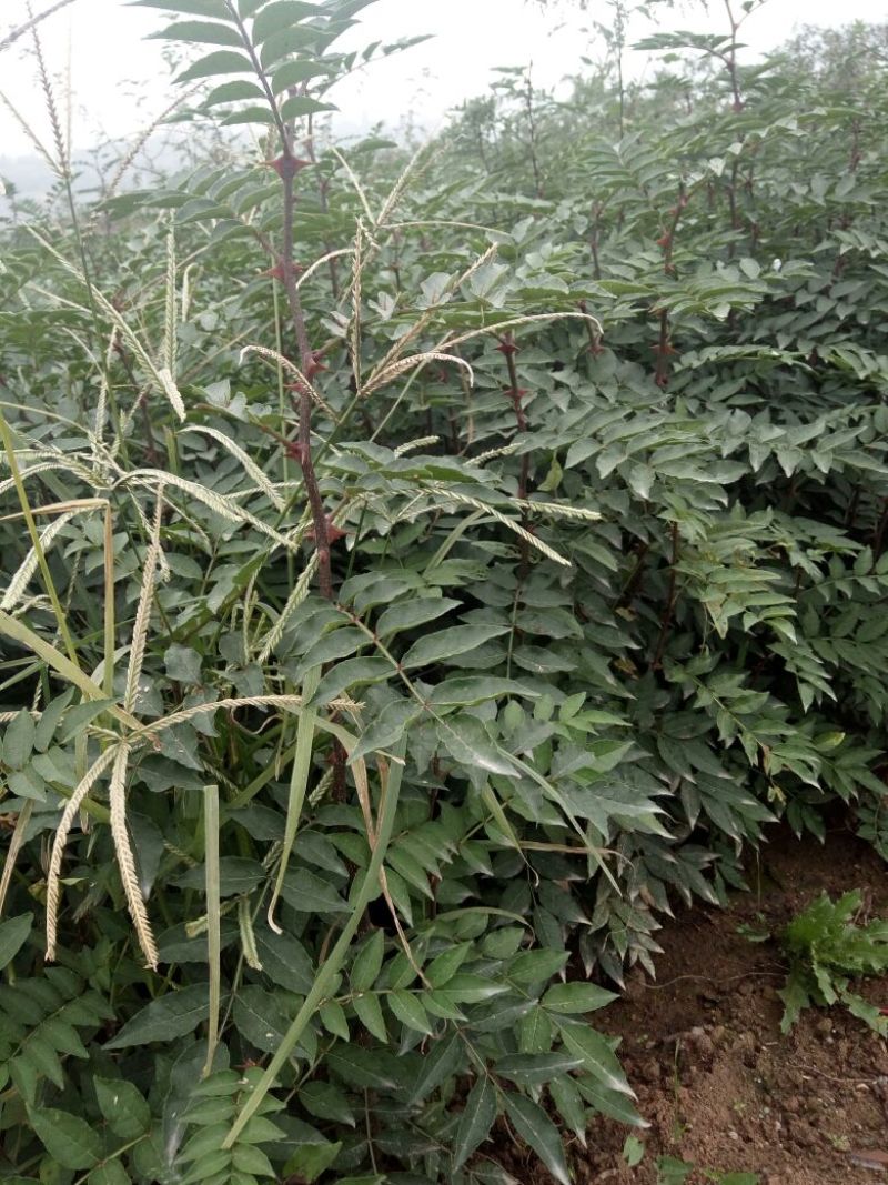 陕西省韩城市花椒苗1~2年