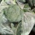 耐寒优秀西兰花0.8~1.2斤，价格合理，随行就市